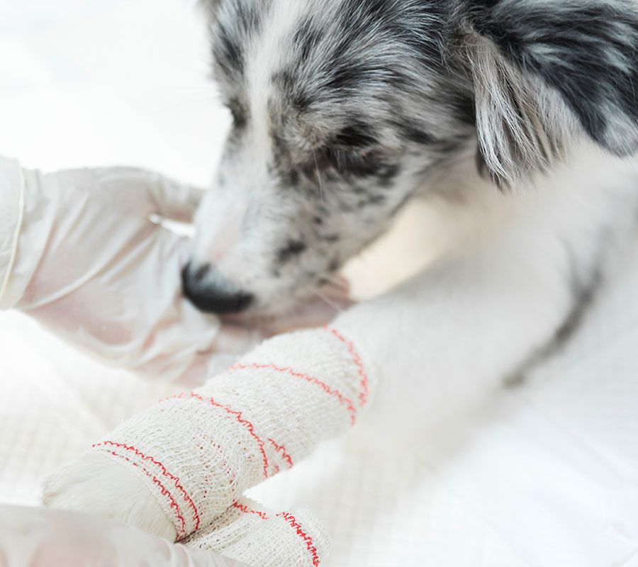 female veterinarian applying white bandaged dog s paw