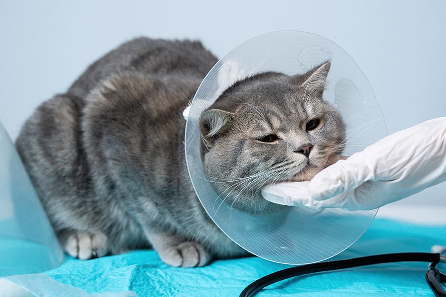 cat with a cone on its neck after surgery