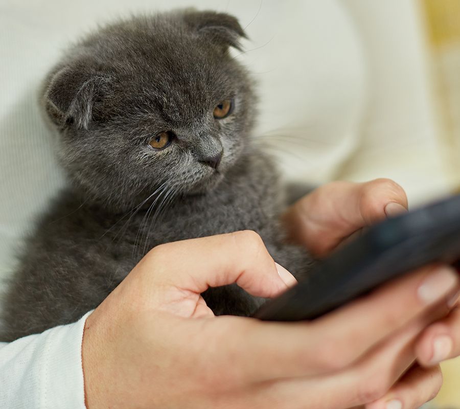 Woman with scottish kitten on the sofa with phone chatting using smartphone