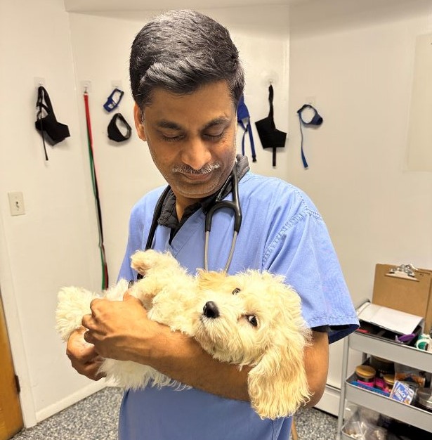 vet hugging a fluffy white cat
