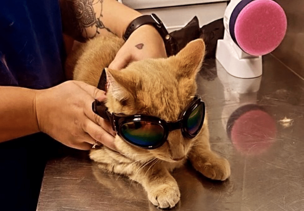 veterinarian with cat