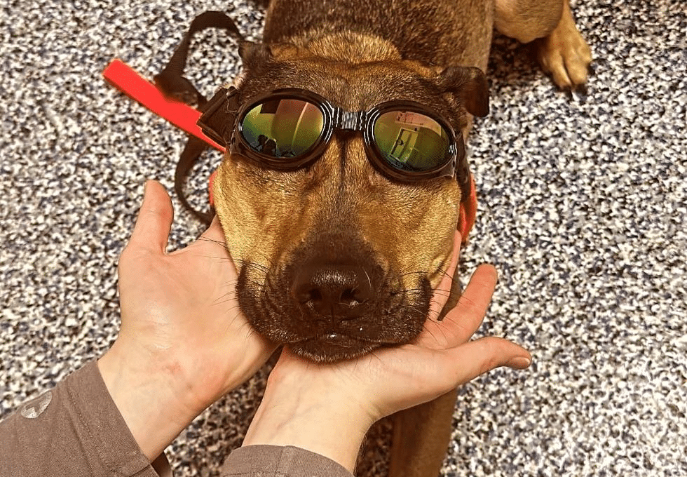 veterinary doctor holding a british cat