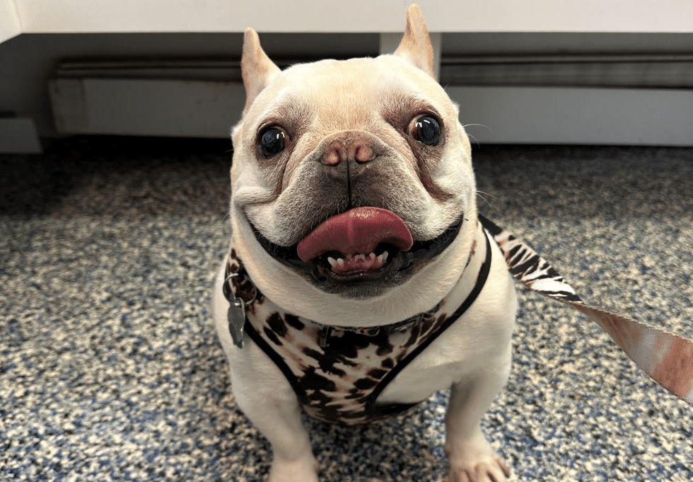 veterinarian taking care of a corgi dog