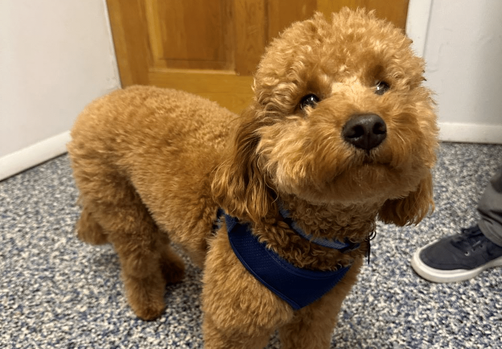 veterinarian doctor with stethoscope examining dachshund dog